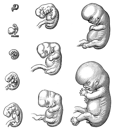 胚胎简笔画图片