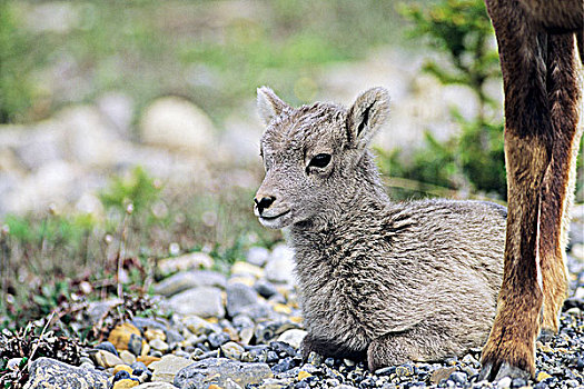 大角羊,羊羔,不列颠哥伦比亚省,加拿大