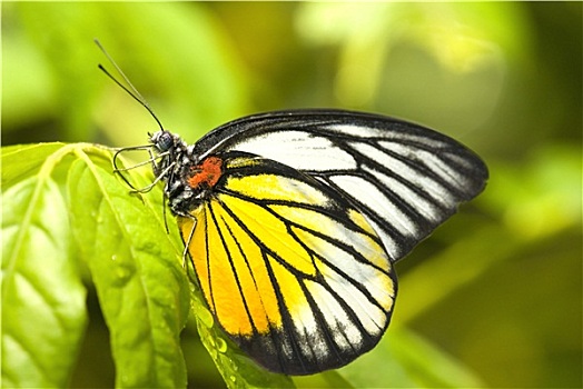 蝴蝶,自然背景