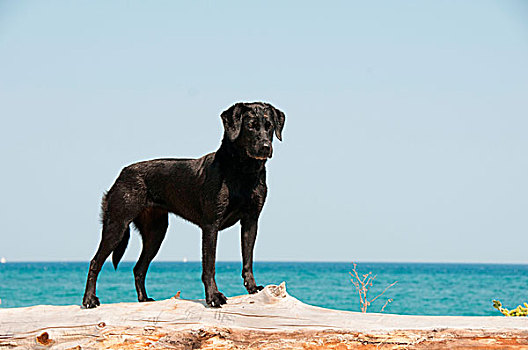 狗,站立,海滩