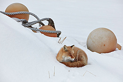 红狐,狐属,冬天