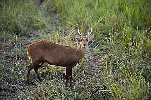 猪,鹿,卡齐兰加国家公园,印度