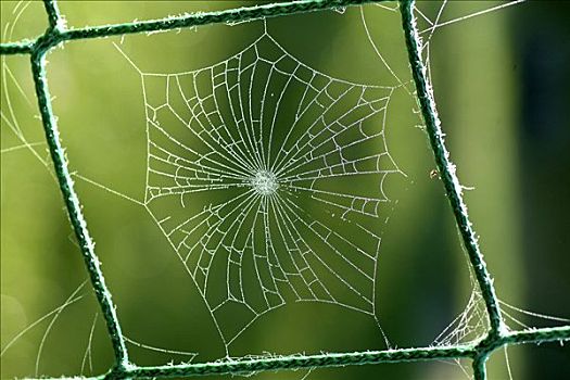 蜘蛛网,水滴