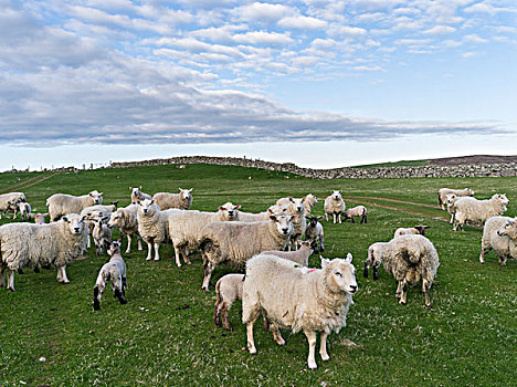 设得兰群岛,绵羊,传统,北方,岛,苏格兰,大幅,尺寸