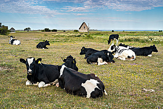 母牛,草场