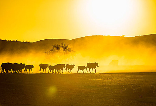 剪影,牛,牧群,走,尘土,大草原,日落,达马拉兰,纳米比亚,非洲