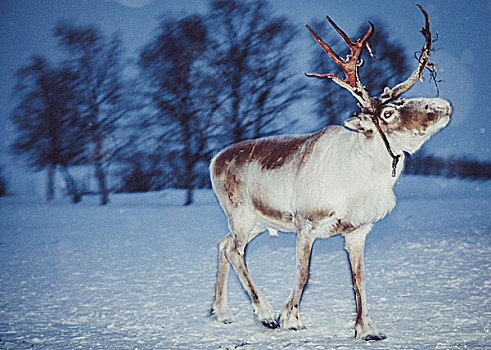 驯鹿,马具,站立,积雪,风景,瑞典