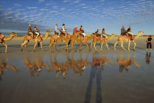 骆驼,驼队,凯布尔海滩,西澳大利亚,澳大利亚