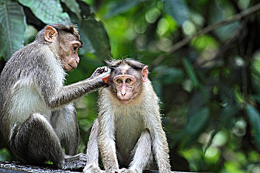 印度,喀拉拉,佩里亚国家公园,短尾猿,修饰