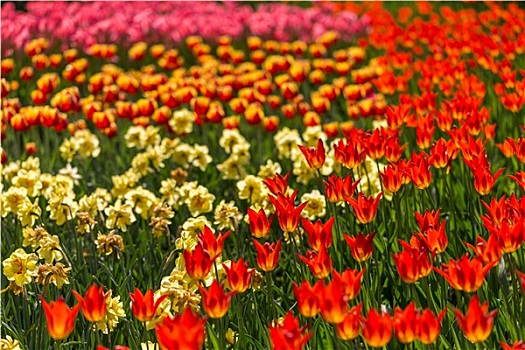 鲜明,花,彩色,郁金香,花园