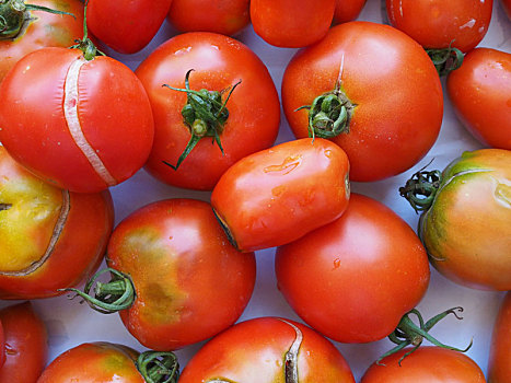 西红柿,蔬菜,食物