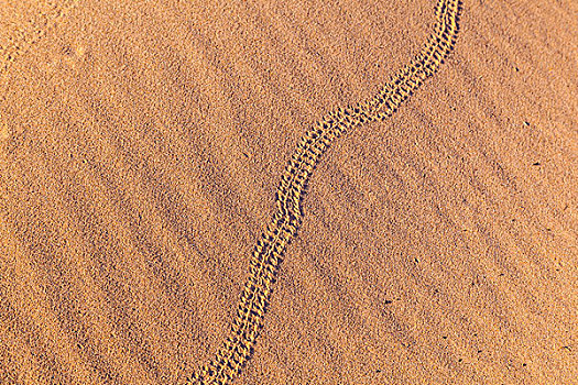 蛇,沙丘,沙漠