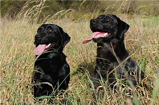 两个,黑色,拉布拉多犬,坐,草