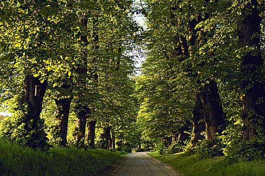 树林,乡间小路,石荷州,德国