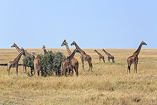 肯尼亚,马赛马拉,牧群,马萨伊,长颈鹿,进食,孤单,灌木,马赛马拉国家保护区