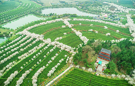 俯瞰南昌县凤凰沟景区的茶园