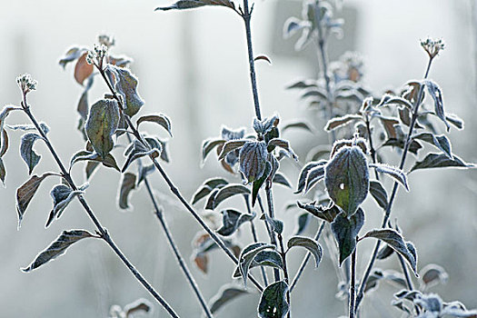 霜,遮盖,植物