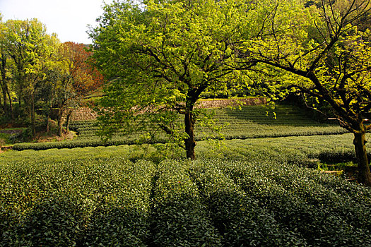 龙井茶园,茶园风光,绿茶基地,梅家坞茶园