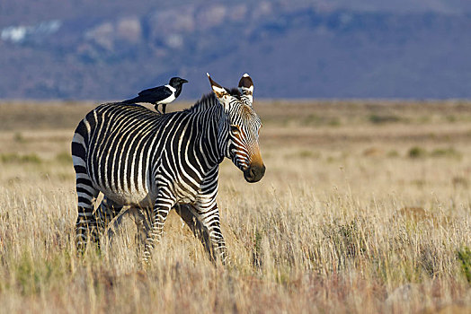 角山斑马,斑马,成年,女性,擦,蚁丘,乌鸦,背影,斑马山国家公园,东开普省,南非,非洲