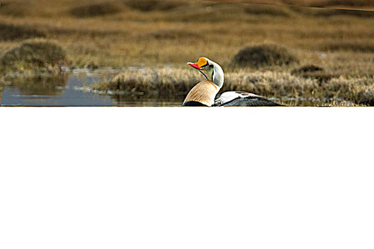 国王,绒鸭,伸展,翼,斯瓦尔巴特群岛,挪威