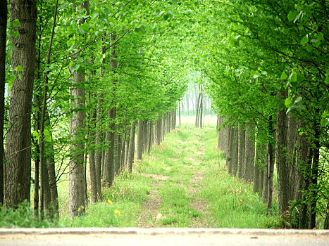 安徽滁州,104国道行道树