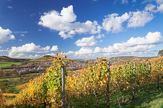葡萄园,秋天,巴登符腾堡,德国