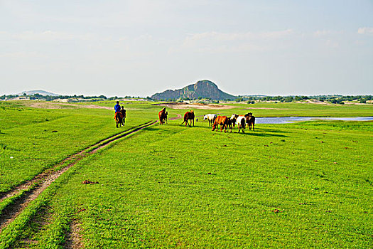 草原,牧场,绿草,旷野,云雾,云海