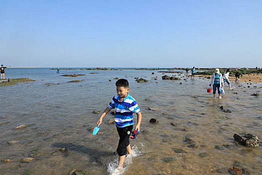 太公岛迎来天文大潮,市民登岛赶海拾贝