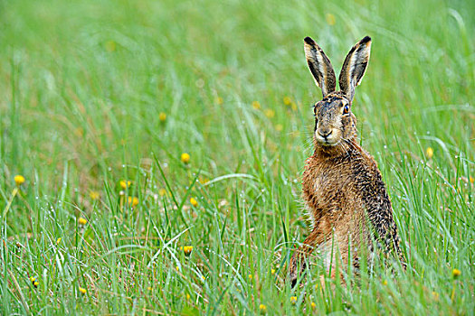欧洲野兔,棕兔,外套,遮盖,早晨,露珠,布尔根兰,奥地利,欧洲