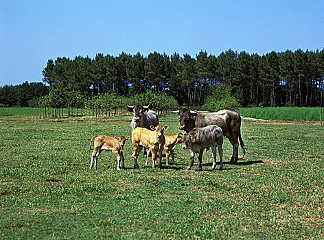 牛,法国人,母牛