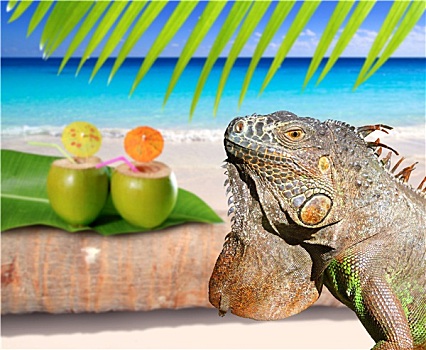 墨西哥,鬣蜥蜴,椰树,加勒比,海滩