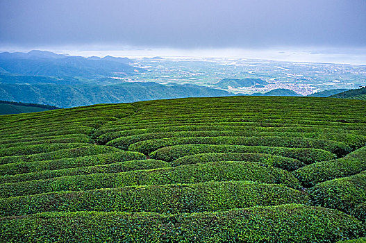茶园,茶山,茶叶,翠绿