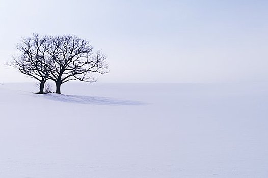 相似,树,雪,山