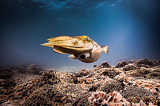墨鱼,深褐色,游动,上方,珊瑚礁,龙目岛,印度尼西亚