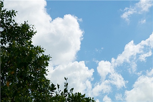 蓝天,积云,树