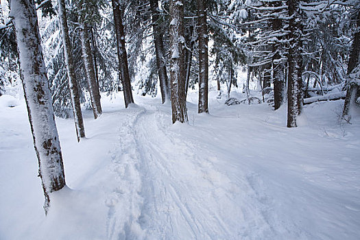 雪,场景,胜者,溪流,小路,铁杉,树林,阿拉斯加,冬天