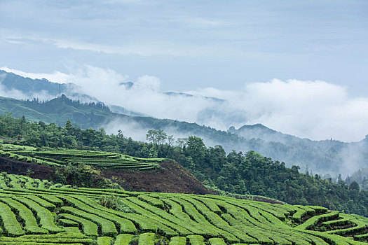 宜宾珙县鹿鸣茶山自然风光