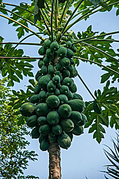 海南兴隆南国热带雨林游览区的木瓜树