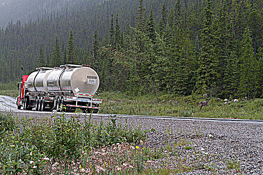 油罐车,北美驯鹿,驯鹿属,阿拉斯加公路,北方,不列颠哥伦比亚省,加拿大