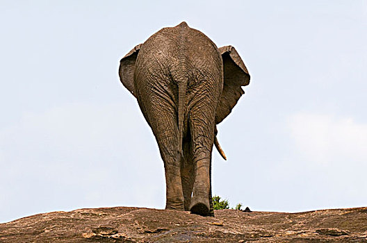 非洲象,马赛马拉国家保护区,肯尼亚