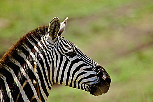 斑马,马塞马拉野生动物保护区,肯尼亚