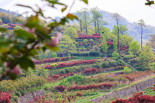 红枫,山坡,樱花,村庄,房子