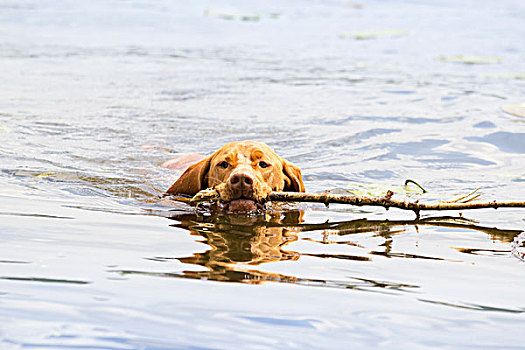 马扎尔,维希拉猎犬,水中