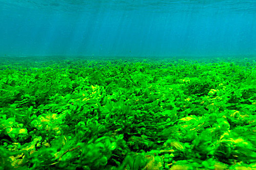 海洋,仰视,遮盖,绿藻,格林纳丁斯群岛