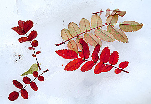 鲜明,红色,秋叶,清新,淡蓝色,雪