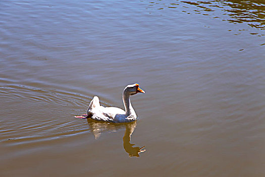 一只白色的鹅在湖中游泳