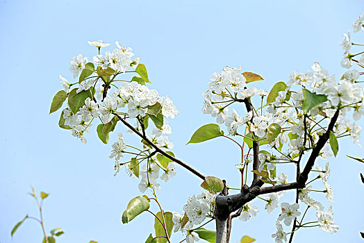 梨树花