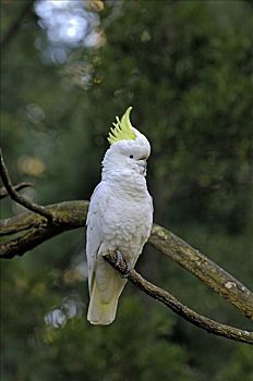 硫,美冠鹦鹉,维多利亚,澳大利亚