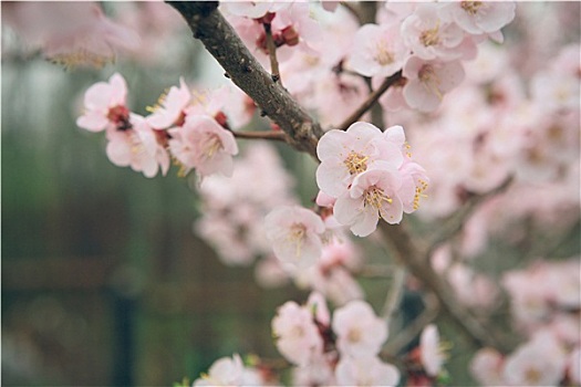 旧式,照片,白色,杏,树,花,春天