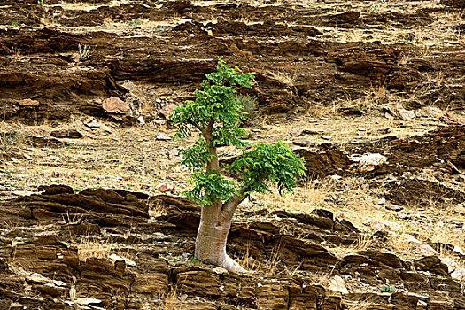 树,纳米布沙漠,靠近,湾,纳米比亚